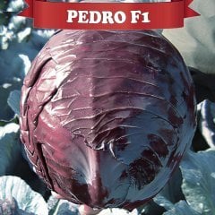 F1 Pedro Kırmızı Lahana Fidesi