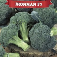 F1 İronman Brokoli Fidesi