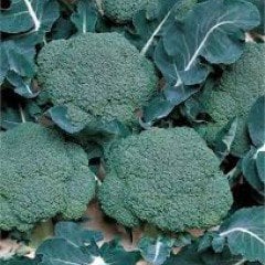 F1 Marathon Brokoli Fidesi