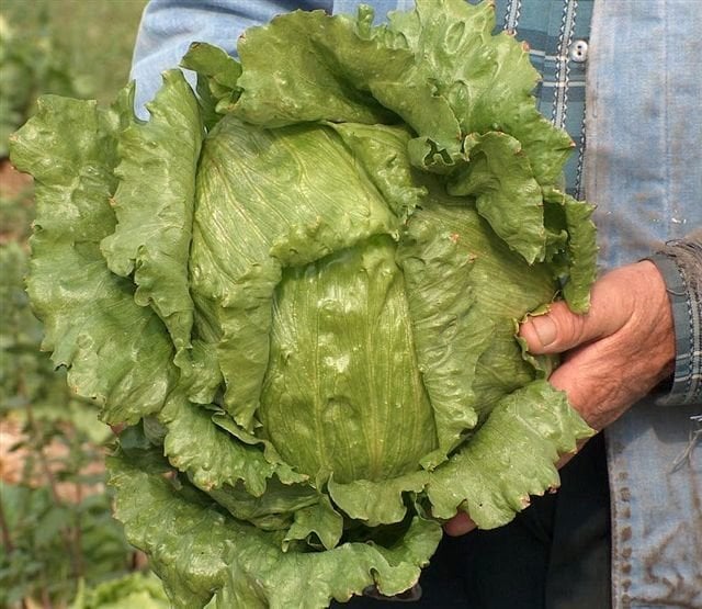 Tatlı İceberg Marul Fidesi 384 Adet