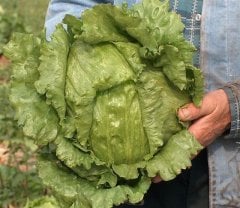 Tatlı İceberg Marul Fidesi 384 Adet