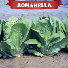Romabella Yedikule Marul Fidesi