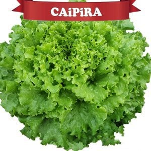 Caipira Kıvırcık Marul Fidesi