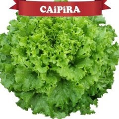 Caipira Kıvırcık Marul Fidesi
