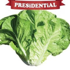Presidental Yedikule Marul Fidesi