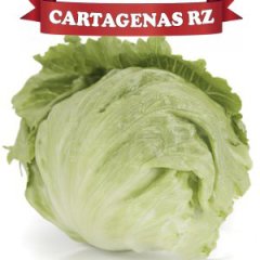 Cartagenas RZ İceberg Marul Fidesi