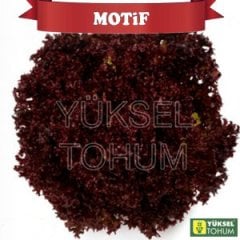 Motif Kırmızı Kıvırcık Marul Fidesi