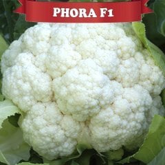 F1 Phora Karnabahar Fidesi
