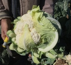 F1 Lukka Karnabahar Fidesi
