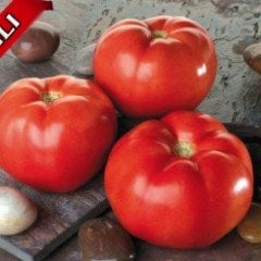 F1 AŞILI Torry Domates Fidesi