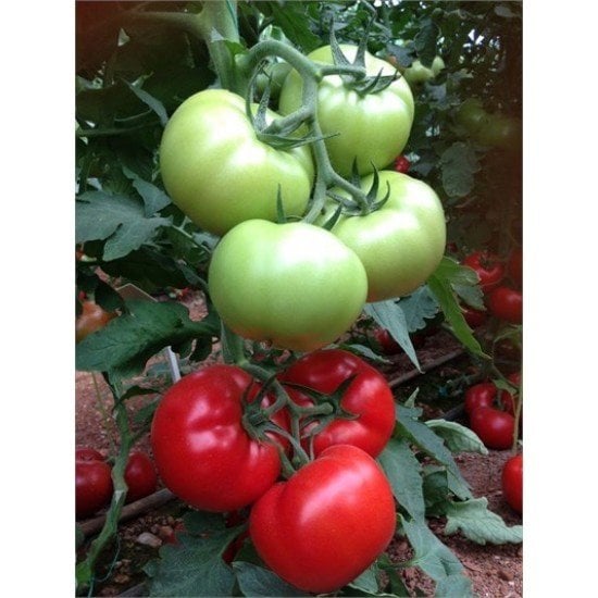 F1 (AŞILI) Panda Beef Domates Fidesi