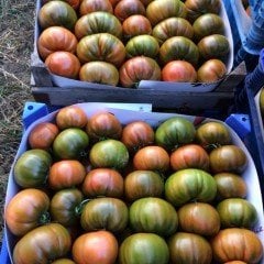 F1 (AŞILI) Alaturka Domates Fidesi