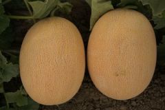 F1 Balhan Kavun Fidesi