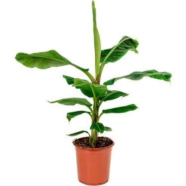 Saksıda Grand Nain Muz Fidesi-5 Litre