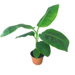 Saksıda Bodur Azman Muz Fidesi-2 Litre