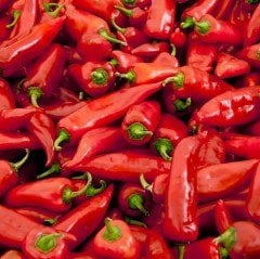 F1 Asg 523 Kapya Biber Fidesi